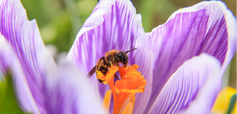 Das Bild zeigt eine Wespe auf einer Blume;  Fotoquelle: pixabay