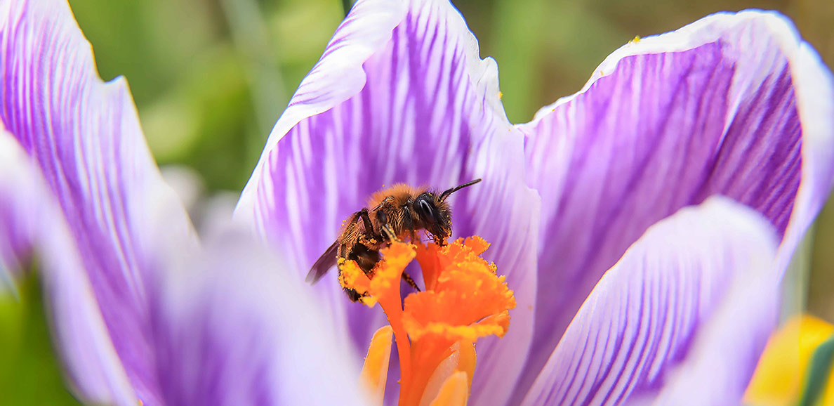 Das Bild zeigt eine Wespe auf einer Blume; Fotoquelle: pixabay